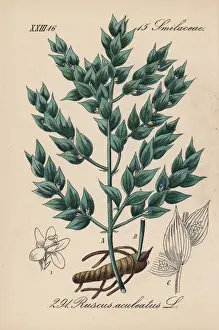 Butchers broom, Ruscus aculeatus