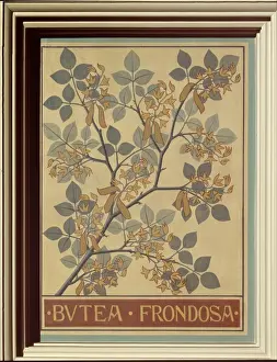 Legume Prints: Butea frondosa, flame of the forest