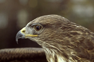 Accipitridae Gallery: Buteo buteo, common buzzard