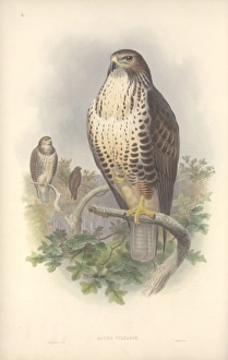 Accipitridae Gallery: Buteo buteo, Eurasian buzzard