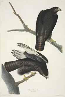 Buteo Prints: Buteo jamaicensis, red-tailed hawk