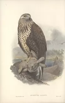 Accipitridae Gallery: Buteo lagopus, rough-legged buzzard