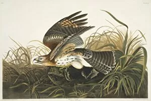 Neobatrachia Gallery: Buteo lineatus, red-shouldered hawk