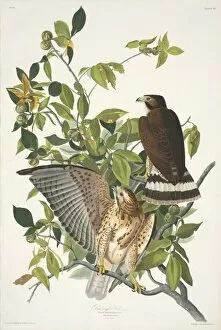 Accipitridae Gallery: Buteo platypterus, broad-winged hawk