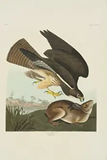 Lagomorph Prints: Buteo swainsoni, Swainsons hawk