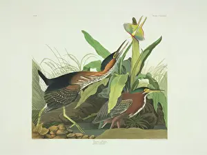 Butorides virescens, green heron