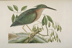 Ardeidae Gallery: Butorides virescens, green heron