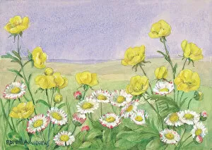 Andrews Gallery: Buttercups and Daisies - Gardens
