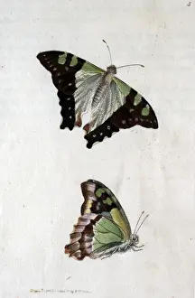 Two butterflies