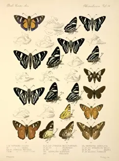 Butterflies