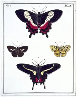 Four butterflies