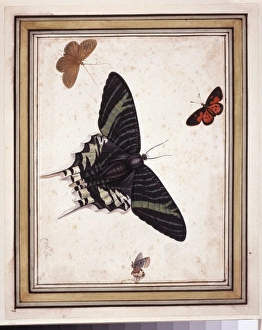 Larvae Collection: Butterflies