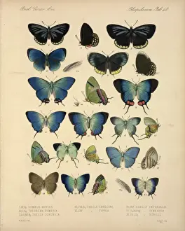 Butterflies