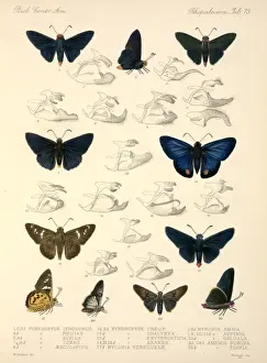 Butterflies