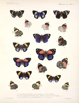 Butterflies