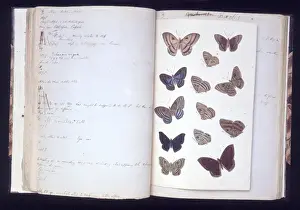 Butterflies from the Amazon by H. W. Bates