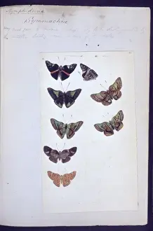 Butterflies from the Amazon by H. W. Bates