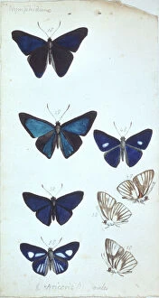 Arthropod Gallery: Butterflies from the Amazon by H.W. Bates