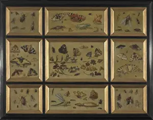 Butterflies - attrib. to Jan van Kessel