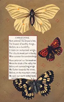 Three butterflies on a Christmas card
