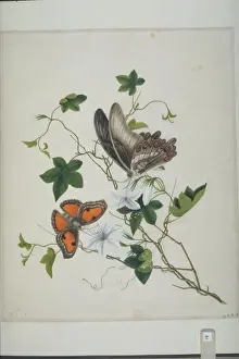 Butterflies and flowers
