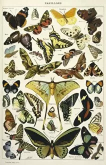 Images Dated 6th October 2011: Butterflies in Larousse
