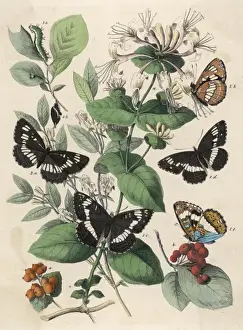 Honey Suckle Prints: Butterflies on Leaves