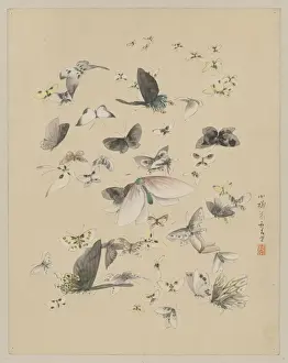 Butterflies and moths