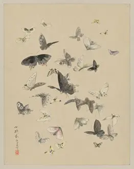 Butterflies and moths