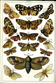 Moths Collection: Butterflies and Moths, Plate 11, Bombyces, Arctiadae, etc