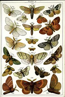 Marking Prints: Butterflies and Moths, Plate 12, Bombyces, Zeuzeridae, etc