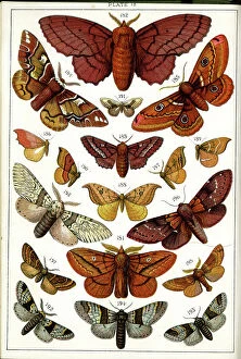Moths Collection: Butterflies and Moths, Plate 13, Bombyces, Saturniidae, etc