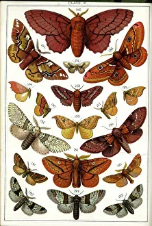 Butterflies and Moths, Plate 13, Bombyces, Saturniidae, etc