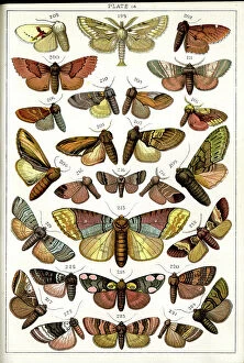 Moths Collection: Butterflies and Moths, Plate 14, Bombyces, Notodontidae, etc