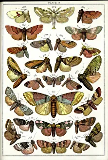 Butterflies and Moths, Plate 14, Bombyces, Notodontidae, etc