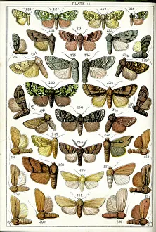 Marking Prints: Butterflies and Moths, Plate 15, Noctuae, Acronyctidae, etc