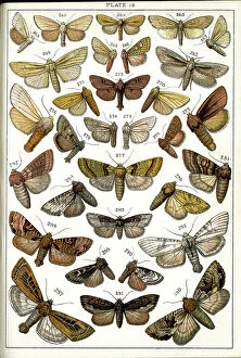 Moths Collection: Butterflies and Moths, Plate 16, Noctuae, Leucaniidae, etc