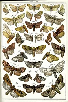 Lynn Prints: Butterflies and Moths, Plate 16, Noctuae, Leucaniidae, etc