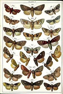 Lynn Prints: Butterflies and Moths, Plate 17, Noctuae, Apameidae