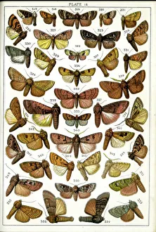 Lynn Prints: Butterflies and Moths, Plate 18, Noctuae, Caradrinidae, etc