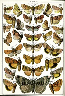 Lynn Prints: Butterflies and Moths, Plate 19, Noctuae, Noctuidae