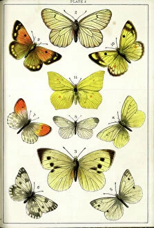 Moths Collection: Butterflies and Moths, Plate 2, Papiliones, Pieridae