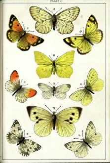 Lynn Prints: Butterflies and Moths, Plate 2, Papiliones, Pieridae