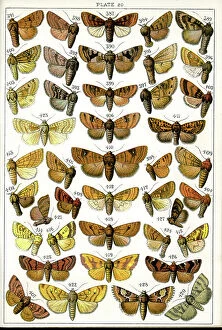 Moths Collection: Butterflies and Moths, Plate 20, Noctuae, Orthosiidae, etc