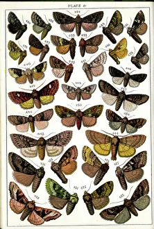 Lynn Prints: Butterflies and Moths, Plate 21, Noctuae, Hadenidae