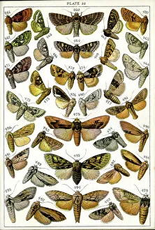 Lynn Prints: Butterflies and Moths, Plate 22, Noctuae, Hadenidae