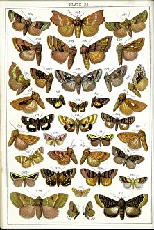 Moths Prints: Butterflies and Moths, Plate 23, Noctuae, Plusiadae