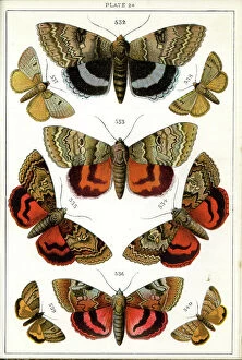 Moths Collection: Butterflies and Moths, Plate 24, Noctuae, Plusiadae, etc