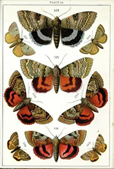 Butterflies and Moths, Plate 24, Noctuae, Plusiadae, etc