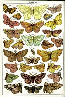 Moths Collection: Butterflies and Moths, Plate 25, Geometrai, Ennomidae, etc